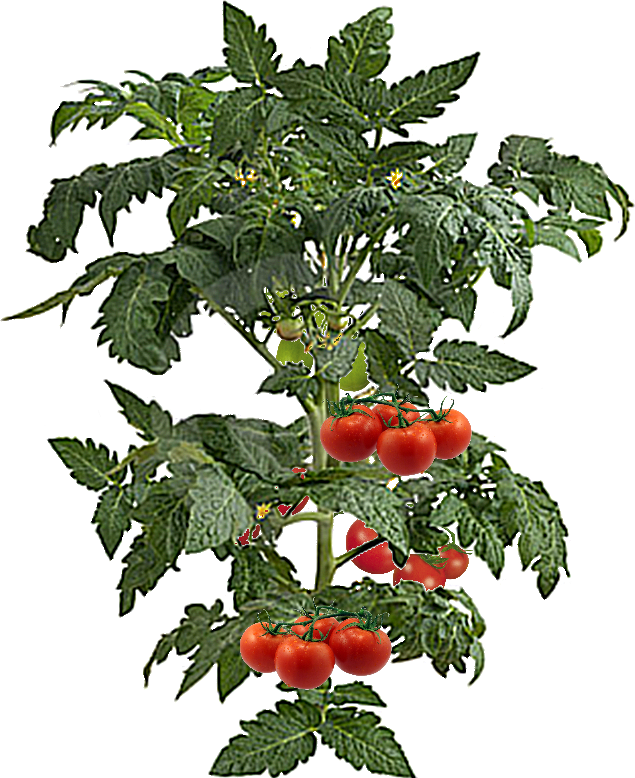 Index of /Plants/veg
